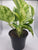 Monstera White Monster 6"pot