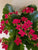 Kalanchoe 4" Assorted