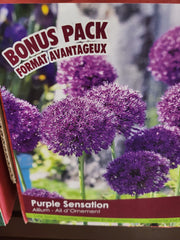 Allium Purple Sensation Bonus Size