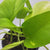 Pothos Neon 4"