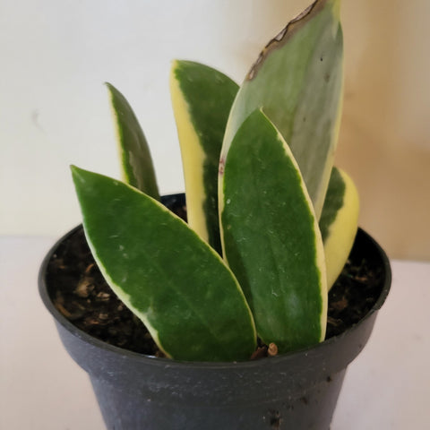 Hoya Acute Albo 4"