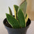 Hoya Acute Albo 4"