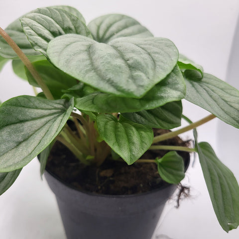Peperomia Silver Frost 4"