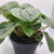 Peperomia Silver Frost 4"