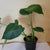 Philodendron Monstera 6"pot