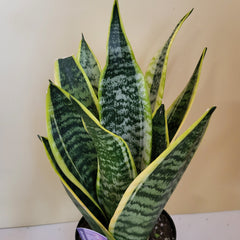 Sansev. Superba Snake 6"