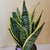 Sansev. Superba Snake 6"