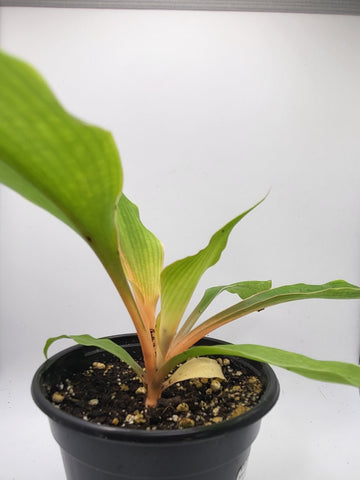 Mandarin Orange Spiderplant 4"
