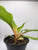 Mandarin Orange Spiderplant 4"