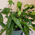 Kangaroo Paw Fern 6"