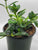 Goldfish Plant 4"