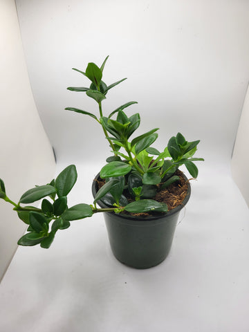 Goldfish Plant 4"