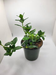 Goldfish Plant 4"