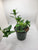 Goldfish Plant 4"