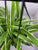 Spider Plant - 6" HB