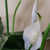Peace Lily 6"