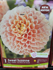 Dahlia DP Sweet Suzanne