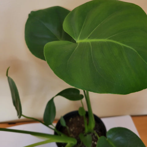 Philodendron Monstera 6"pot