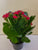Kalanchoe 4" Assorted