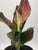 Red Rein Aglaonema 4"