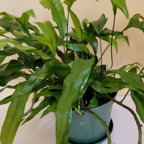 Kangaroo Paw Fern 6"
