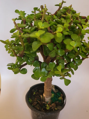 Mini Jade Plant Bonsai 6"
