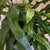 Kangaroo Paw Fern 6"