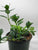 Goldfish Plant 4"