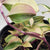 Tradescantia Quadricolo 4" pot