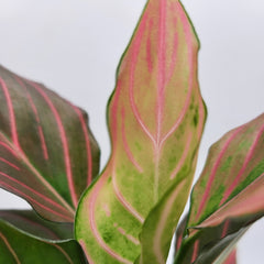 Red Rein Aglaonema 4"
