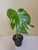 Monstera Thai Constelation 4"