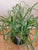 Pony Tail Palm 6"