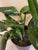 Monstera Standleyana 6"pot