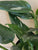Monstera Standleyana 6"pot