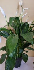 Peace Lily 6"