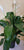 Peace Lily 6"