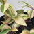 Tradescantia Quadricolo 4" pot