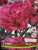 Peony Kansas Bulb