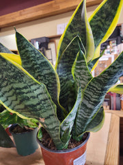 Sansevieria Superba  6" pot