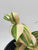 Tradescantia Quadricolo 4" pot