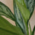 Christina Aglaonema 4"