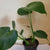 Philodendron Monstera 6"pot