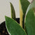 Hoya Acute Albo 4"