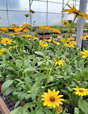 Indian Summer Rudbeckia 6"