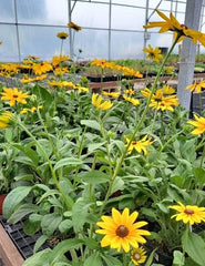 Indian Summer Rudbeckia 6"