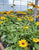 Indian Summer Rudbeckia 6"