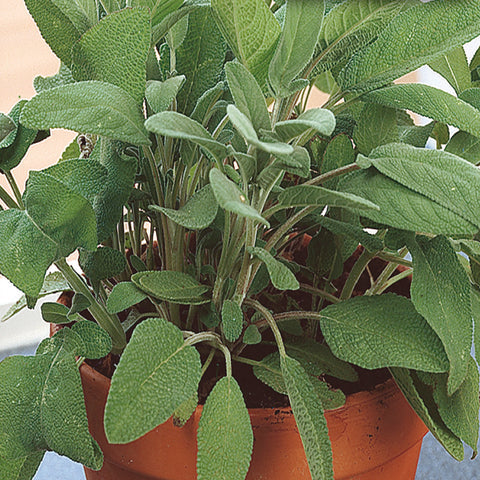 Herb Sage