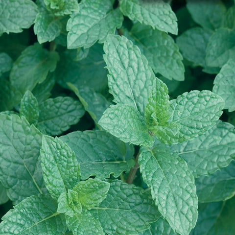 Herb Spearmint