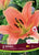 Lily Trumpet Zelmira