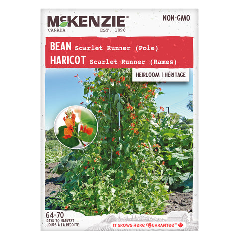 Bean Scarlet Runner (Pole)